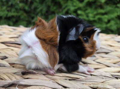 Rosettenm&auml;del Karanca